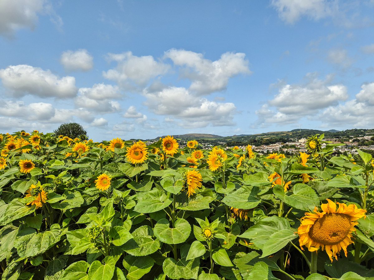 ʚEllexMayɞ 🍓🌱🐝 tweet media