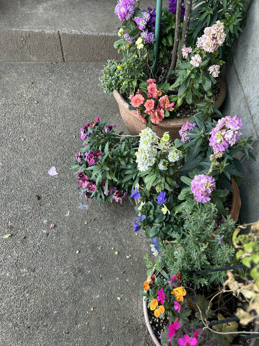 🎻🎸吉🚲🌷🥜 tweet media