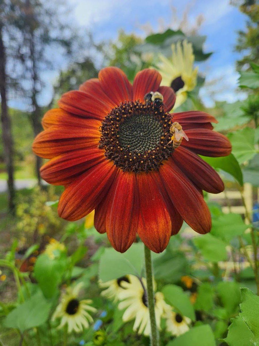 🌱 Shannon Walsh 🦋🦋🦋 tweet media