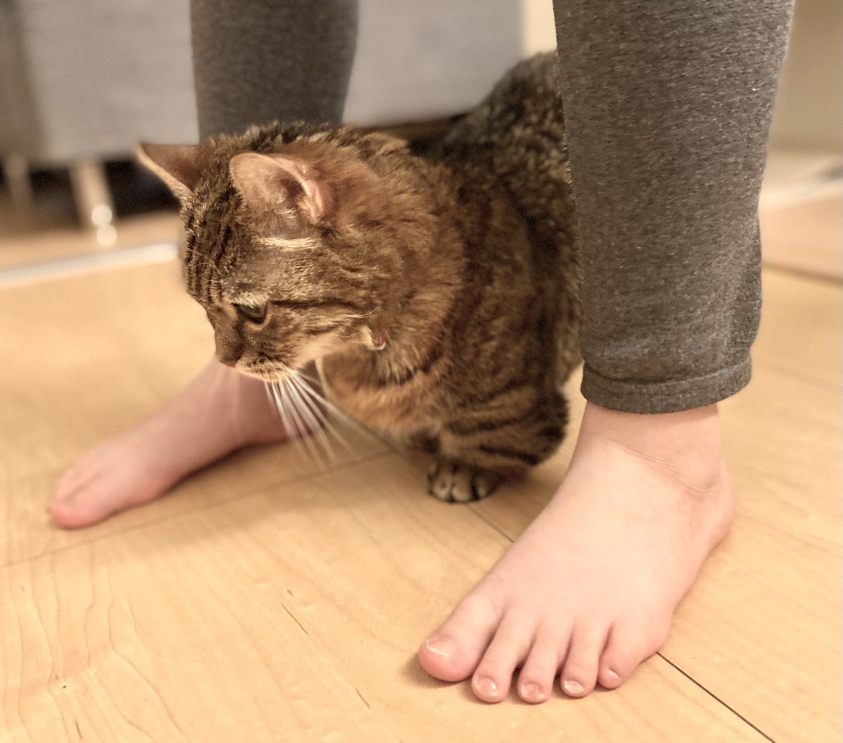 具合が悪く、また静脈点滴の日帰り入院を毎日繰り返していましたが、ようやく少し良くなってきました✨
皮下点滴にして様子を見ていきます。
食欲が全くなく1キロ痩せてしまったけど、ようやく少し食べられるようになってきました🐱
どうかこのまま回復を願うばかりです。