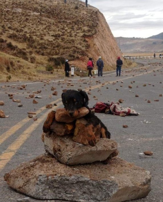 🇵🇪 Entre finales de 2022 y principios de 2023 la izquierda en el sur peruano mató centenares de animales domésticos como forma de presionar a Dina Boluarte para que renuncie al cargo.
Duna Boluarte se quedó corta con los 50 terroristas hijos de puta que mandó al ukupancha.