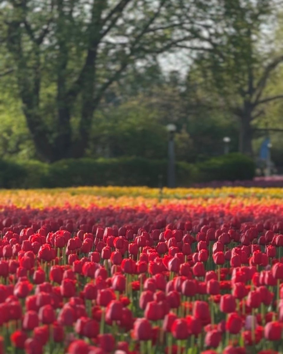 National Capital Commission tweet media