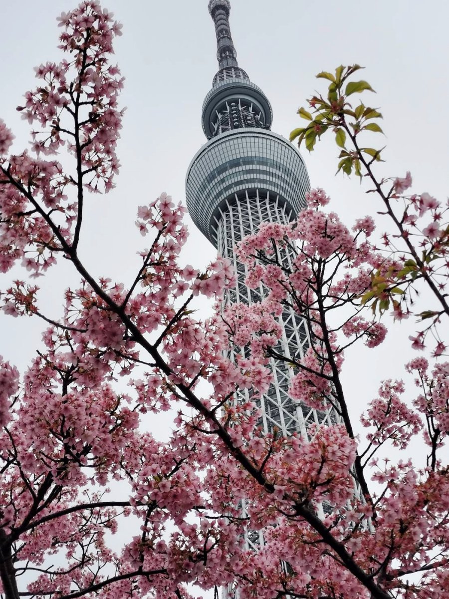 両国将棋センター tweet media