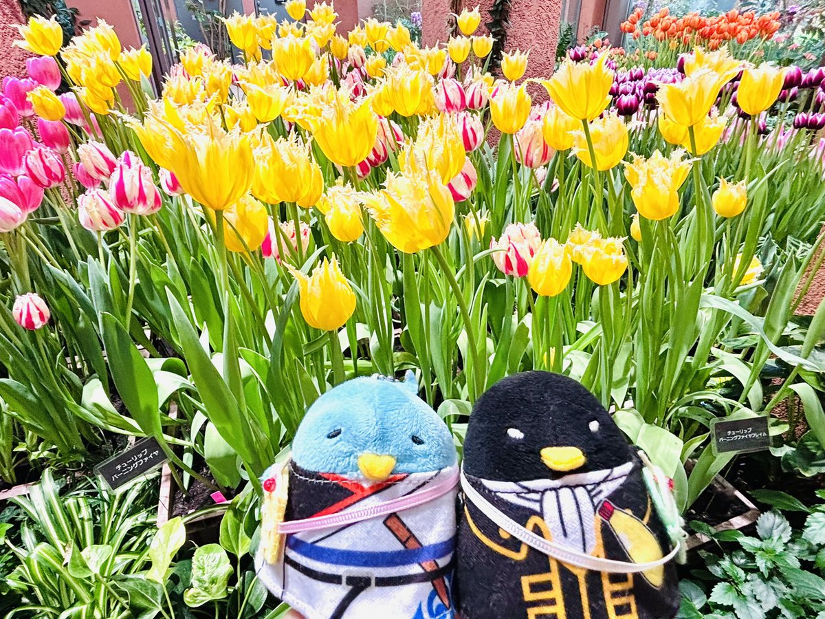 icg_gh_toutoi's tweet photo. #ちゅんずでー
チューリップ🌷とちゅん🐥🩷 https://t.co/DBPUuwijRB