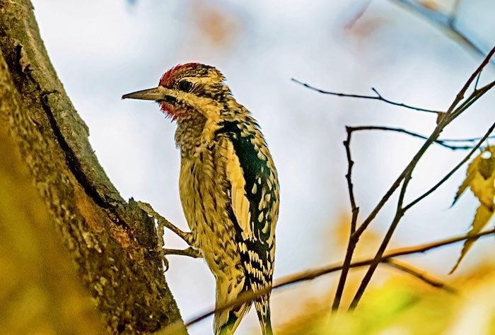 Chandana Roy tweet media