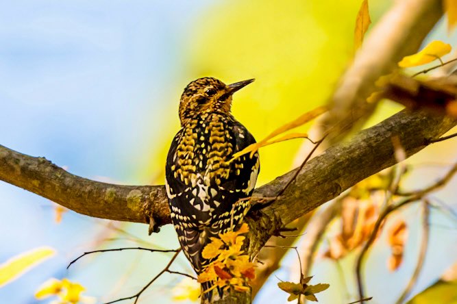 Chandana Roy tweet media