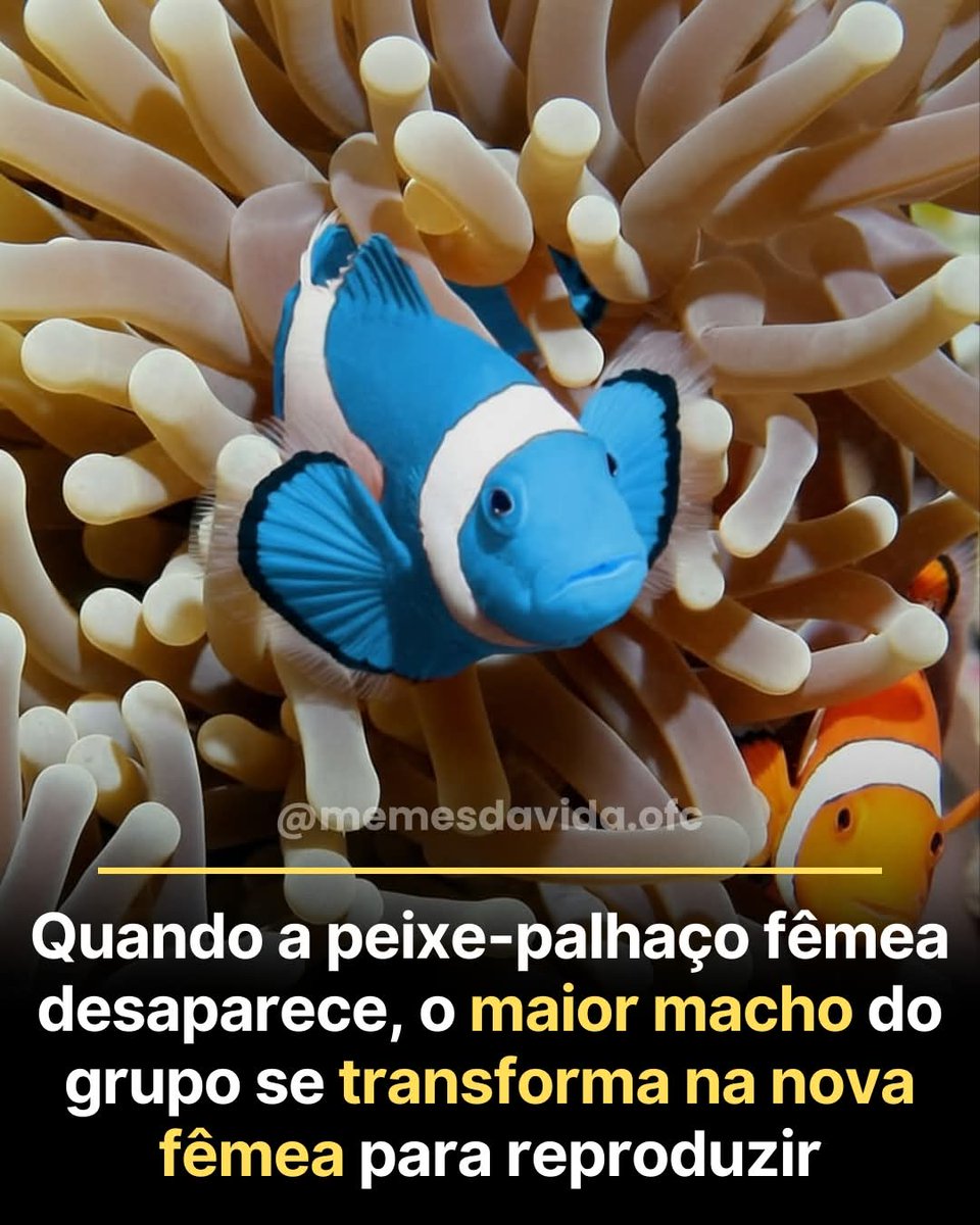 Senso Crítico ⚡ tweet media