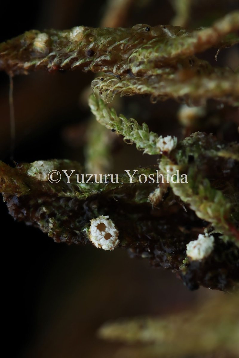 ジーク tweet media