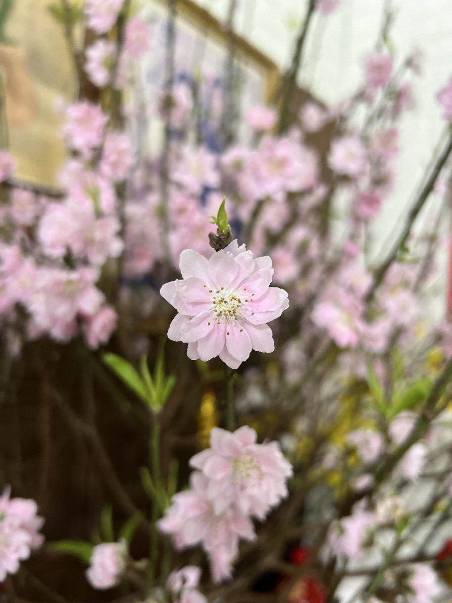 ꧁༺ Lệ ⋆ Phi ⋆ Vũ ༻꧂ tweet media