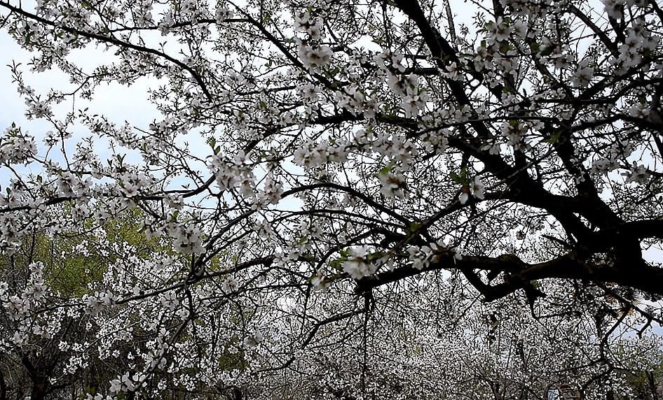 Chief Minister today visited Badamwari, Srinagar and inaugurated the Almond Blossom Festival, marking the beginning of the spring season in Kashmir.

The Chief Minister also visited stalls of artisans and flower growers, interacting with participants and appreciated efforts to