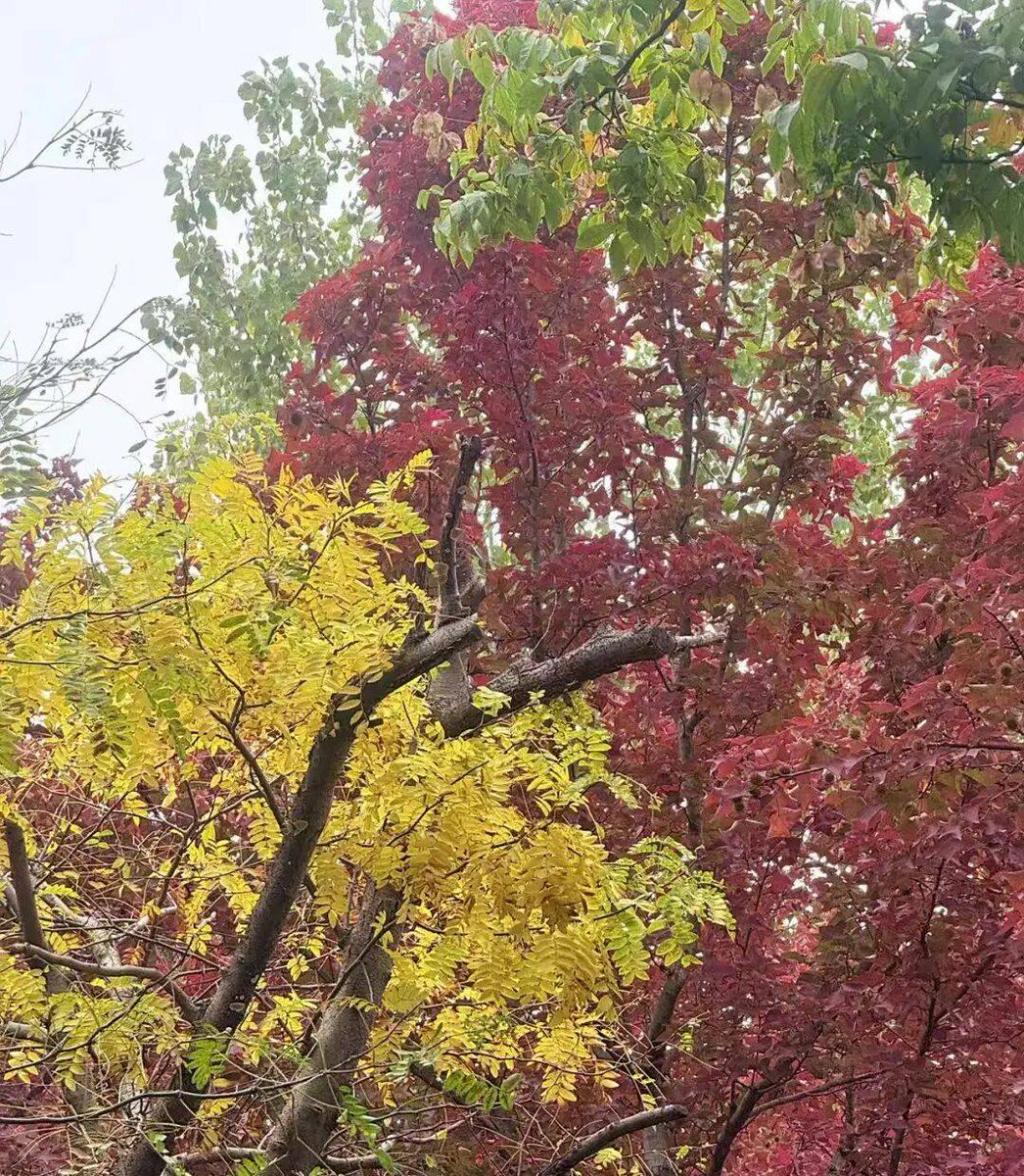 Arlei Soder tweet media