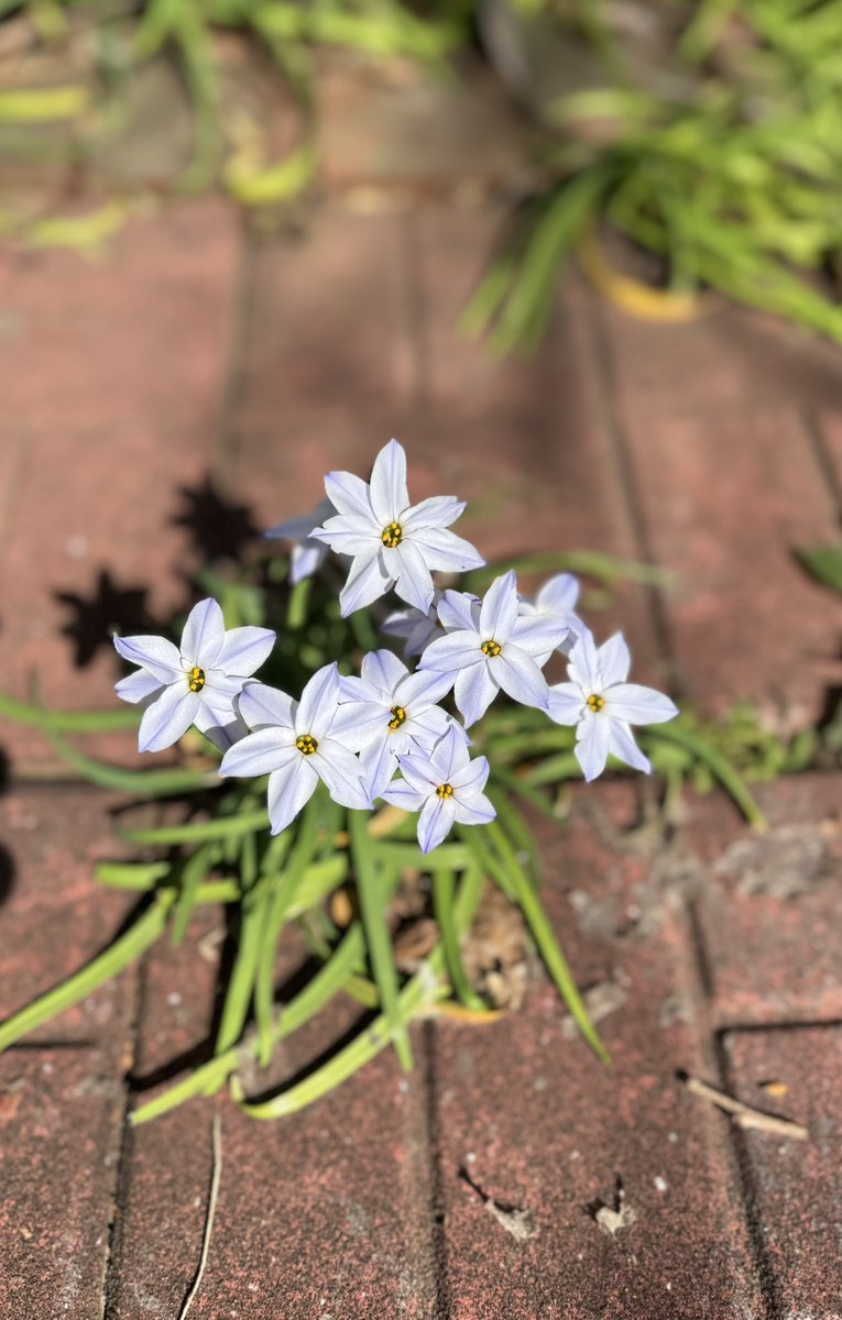 河野智美🐈‍⬛ tweet media