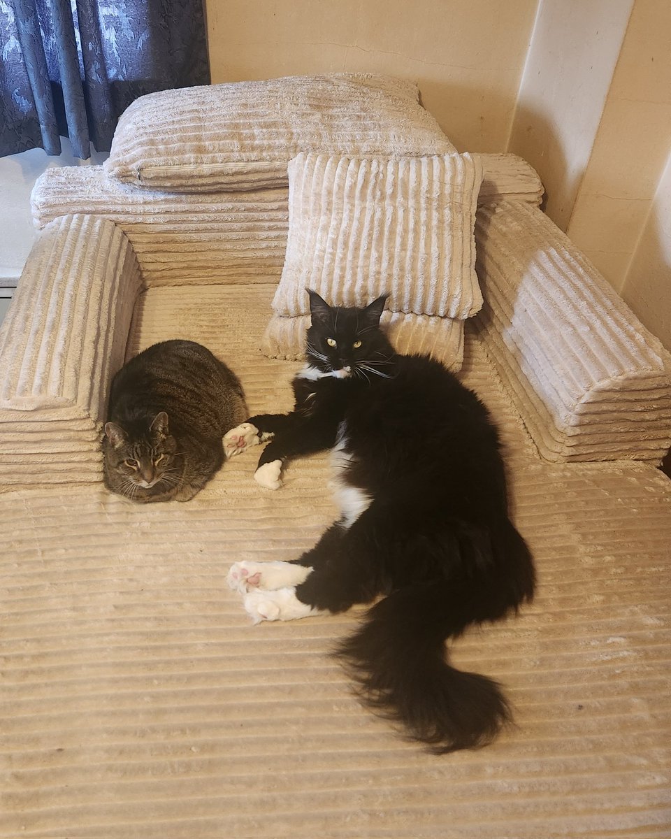 MarjShingle's tweet photo. Happy #Caturday https://t.co/Q8egiu71pT