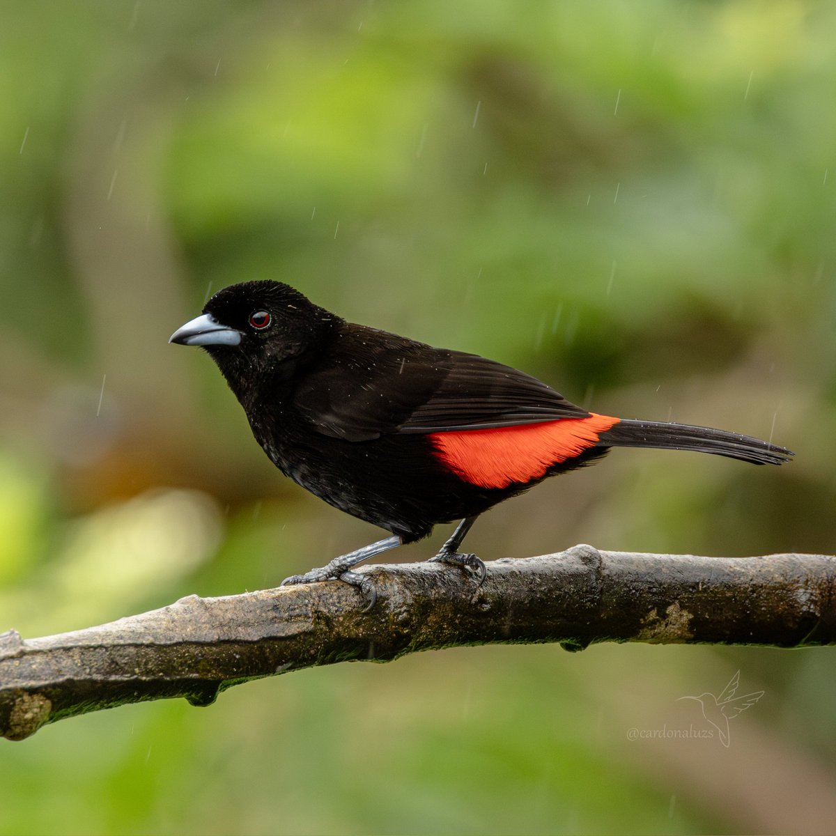 Luz Sthella Cardona M tweet media