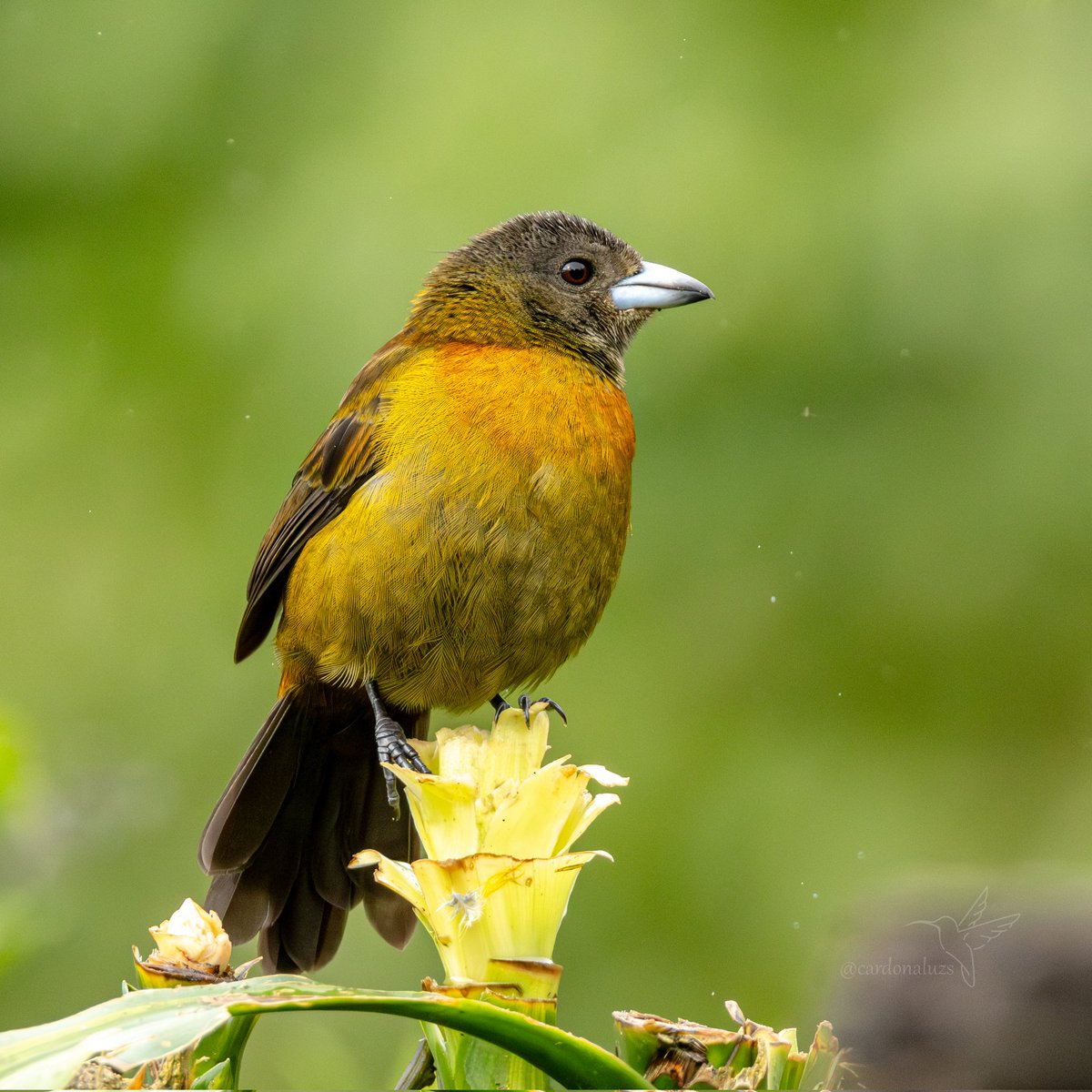 Luz Sthella Cardona M tweet media