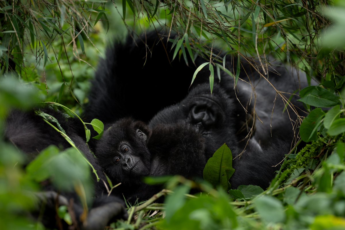 Visit Rwanda tweet media