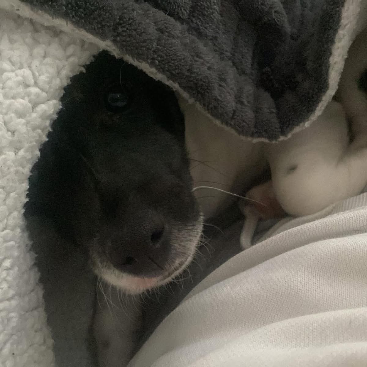 César Sá tweet media