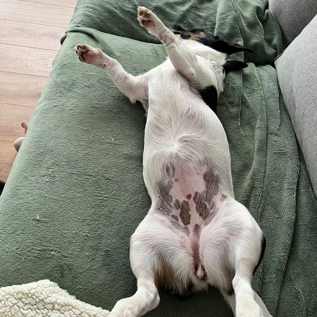 César Sá tweet media