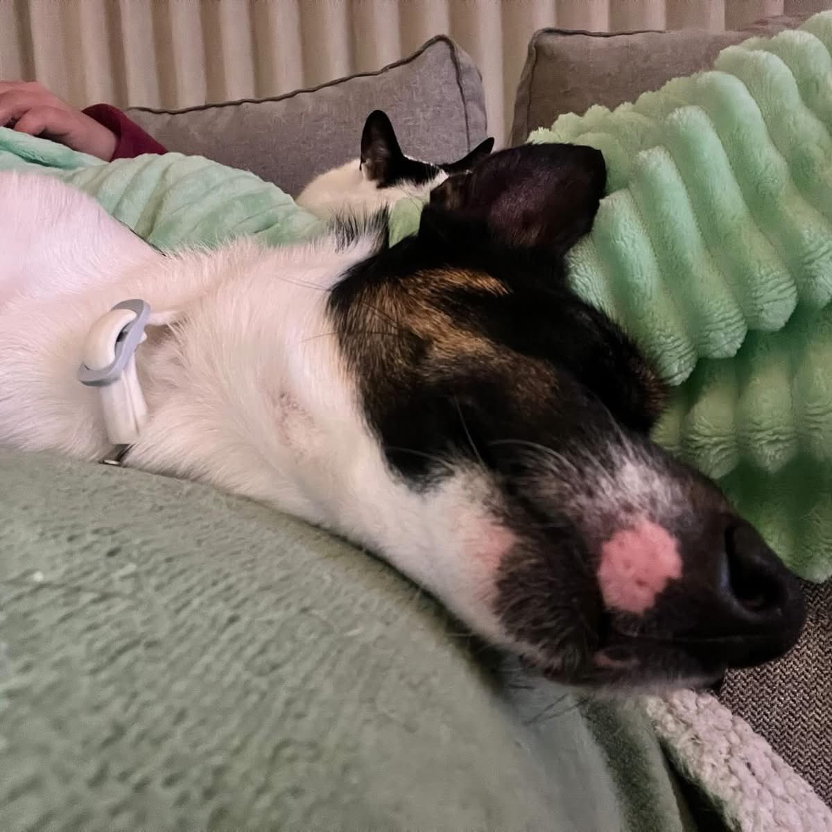 César Sá tweet media