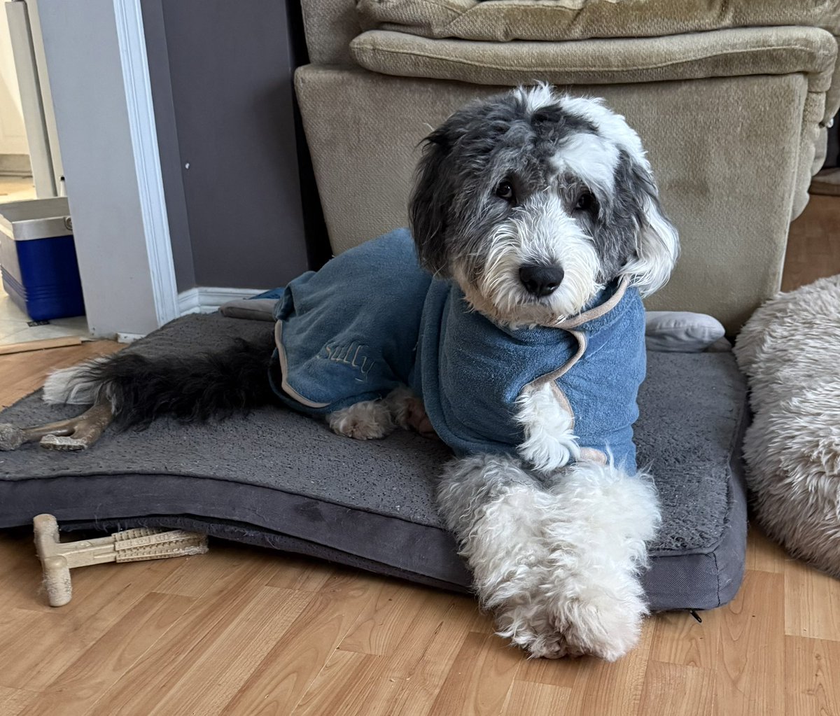Just when we thought winter is over! Fresh snow zoomies with my pals 😍😍😍
Happy Saturday!
#oes
🐑🐶🐾❄️