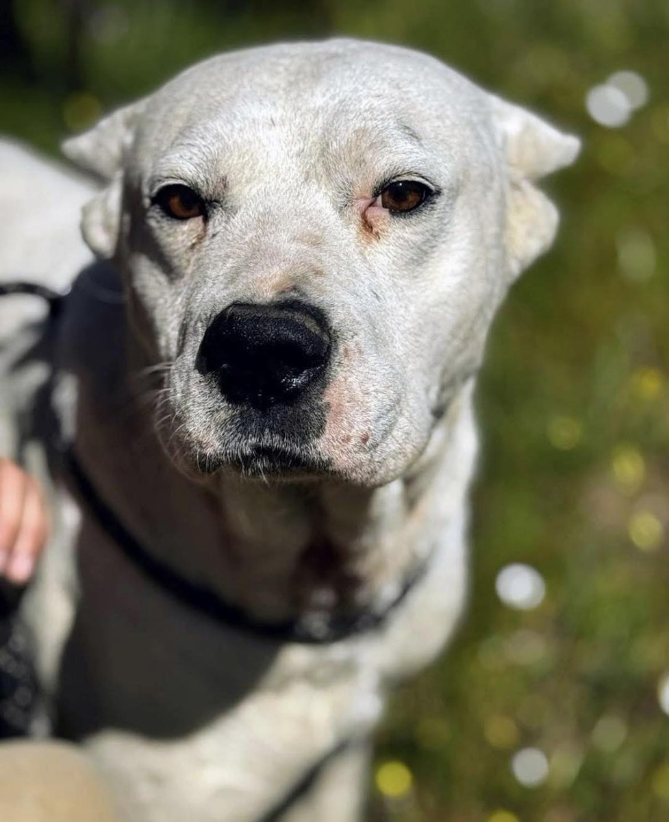SosAbuelos1's tweet photo. #MADRID
#RUFI tiene 10 años. Llegó en un estado tristísimo y penoso... Dolorido y con el cuerpo lleno de heridas y balines 😔
A pesar de su sufrimiento, nunca tuvo un mal gesto en las curas, todo lo contrario, se mostró más que bueno y agradecido ❤️
Es un perro muy muy tierno que solo quiere ser querido.
Noble, dulce y sociable tanto con personas como con perros, en definitiva es un amor de animal, que merece el mejor de los hogares 🙏
Contacto: amigoscipamadrid@outlook.es