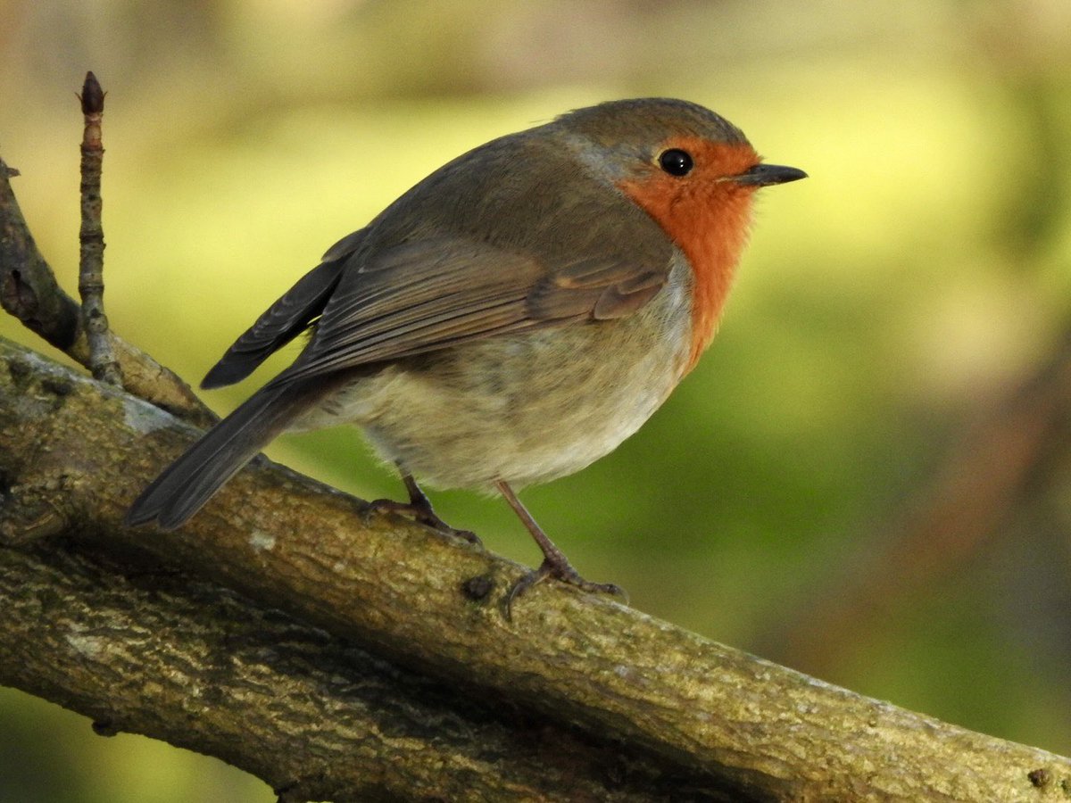 Steve Waldron tweet media