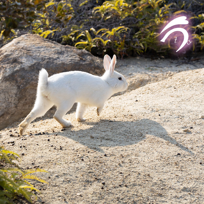 うさぎ写真家　uta tweet media