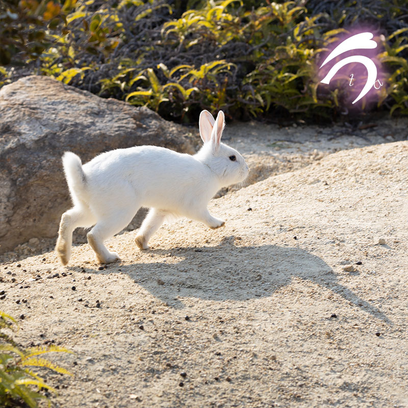 うさぎ写真家　uta tweet media