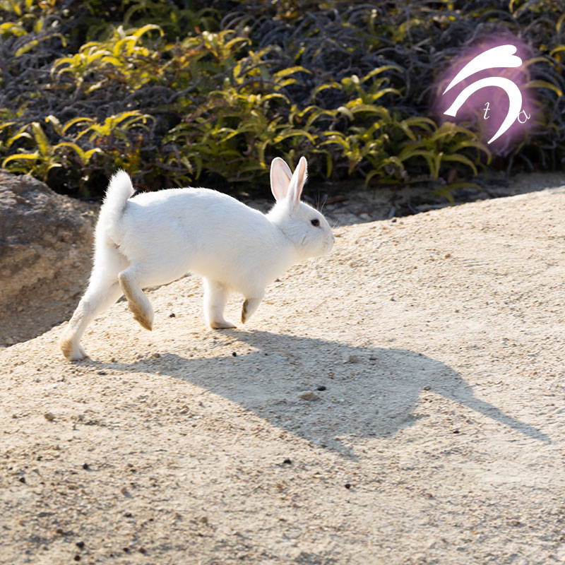 うさぎ写真家　uta tweet media