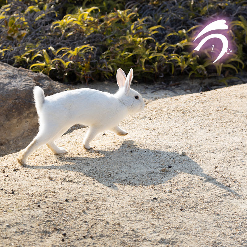 うさぎ写真家　uta tweet media