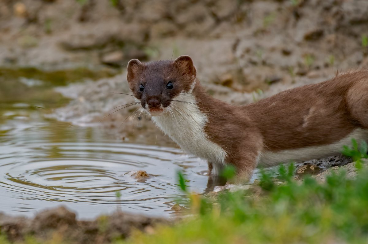 david butcher tweet media