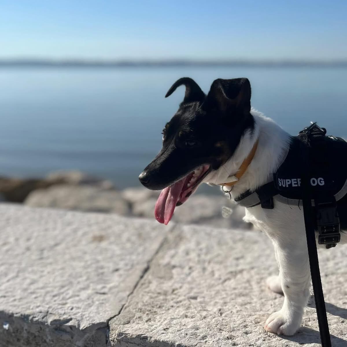 César Sá tweet media