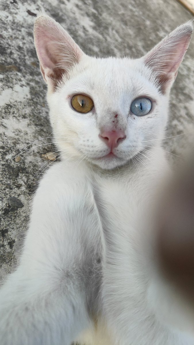 Atiriyā 𓆗𖤓 tweet media