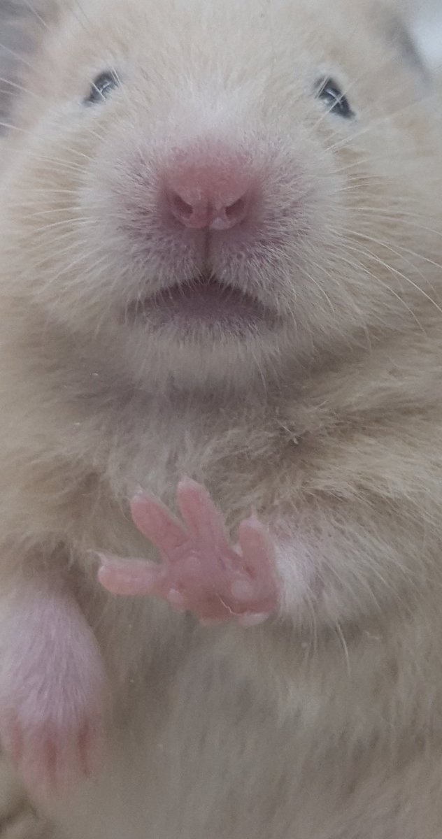 じゃが太郎&ちゃら太郎＆じゃむ太郎＆しゃり太郎 tweet media