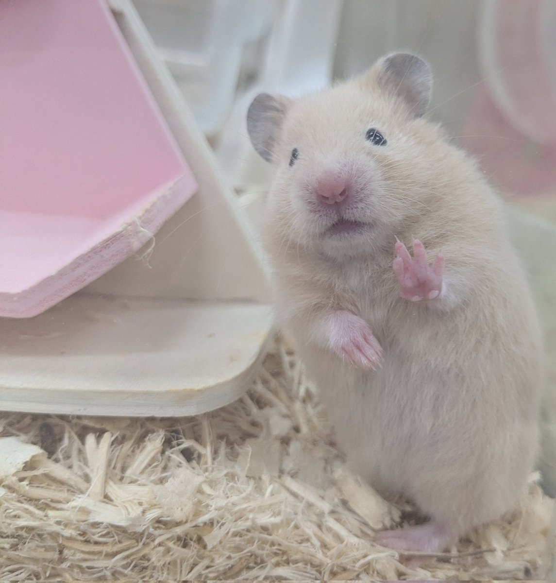 じゃが太郎&ちゃら太郎＆じゃむ太郎＆しゃり太郎 tweet media