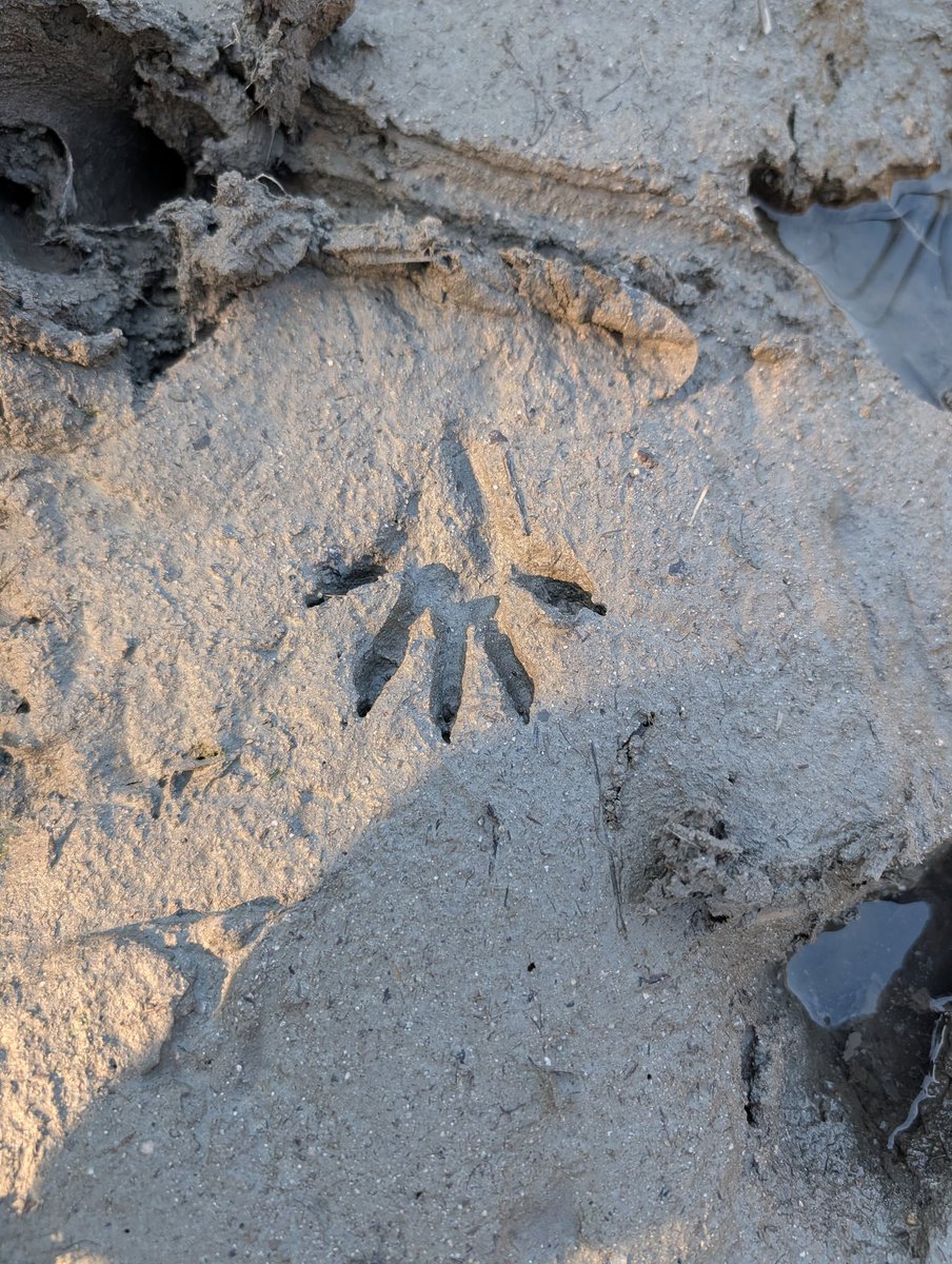 西郷憲一郎(Kenichiro Saigo) tweet media