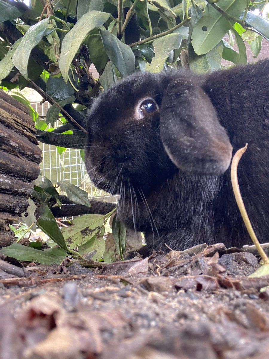 𝐀𝐧𝐝𝐫𝐞𝐚𝐬 𝐖. 𝐃𝐢𝐭𝐳𝐞 tweet media