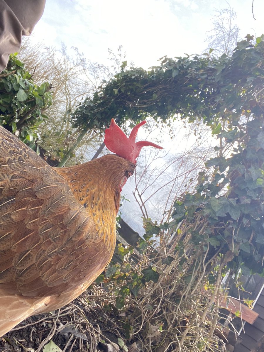 𝐀𝐧𝐝𝐫𝐞𝐚𝐬 𝐖. 𝐃𝐢𝐭𝐳𝐞 tweet media