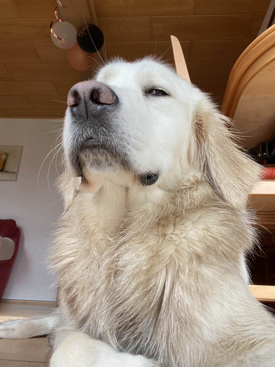 𝐀𝐧𝐝𝐫𝐞𝐚𝐬 𝐖. 𝐃𝐢𝐭𝐳𝐞 tweet media