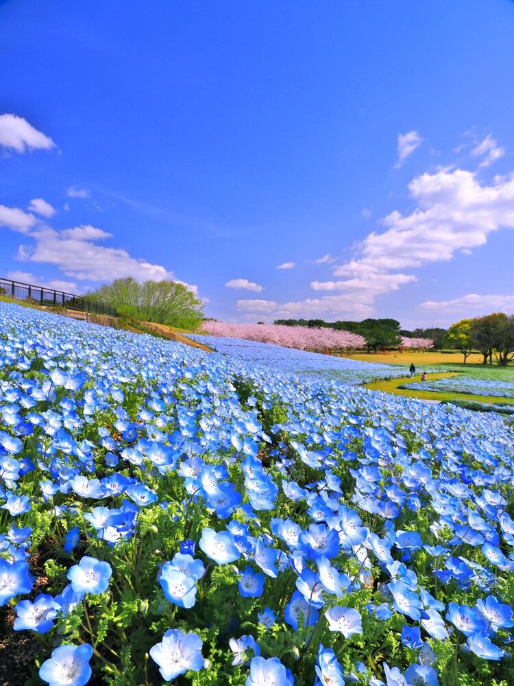 fashionpressnet's tweet photo. 海の中道海浜公園“100万本のネモフィラ”開花 - 満開の桜と織りなす春の絶景、青色ソフトも - https://t.co/12P0NvIp3I https://t.co/UsA61OuOV0