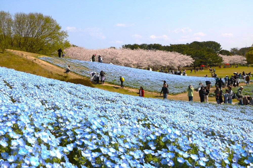 fashionpressnet's tweet photo. 海の中道海浜公園“100万本のネモフィラ”開花 - 満開の桜と織りなす春の絶景、青色ソフトも - https://t.co/12P0NvIp3I https://t.co/UsA61OuOV0