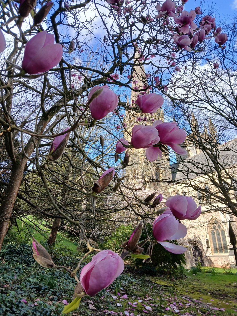 timhhartley's tweet photo. Dyrchafwch eich llygaid!
Look at this colour! 
❤️ #MagnoliaWeek 🌸 https://t.co/DHdcUi7CNH