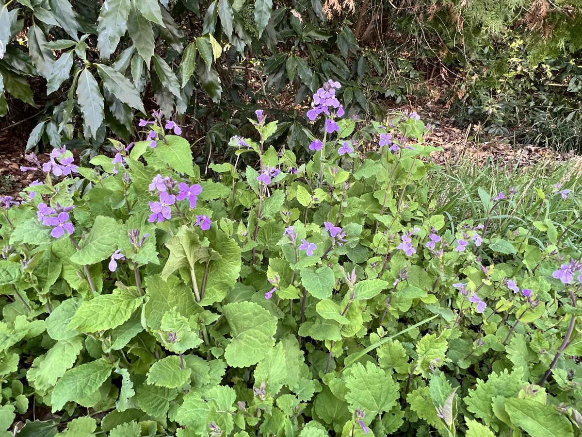 今日の午後は智光山公園へ
(ポケモンGOをやってました🤣)
主人おすすめのパンダ花壇を見てきました
緑の相談所の前にはレッサーパンダ
白木蓮、アセビなども咲いてました