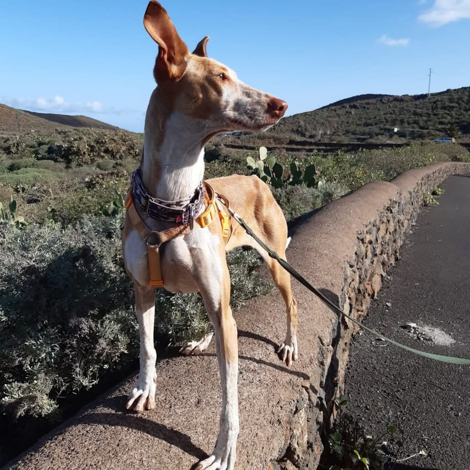 AURA PRENOTATA!!!
Siamo davvero felici che questa bellissima Elfa abbia trovato la sua famiglia.
Ti aspettiamo a braccia aperte!