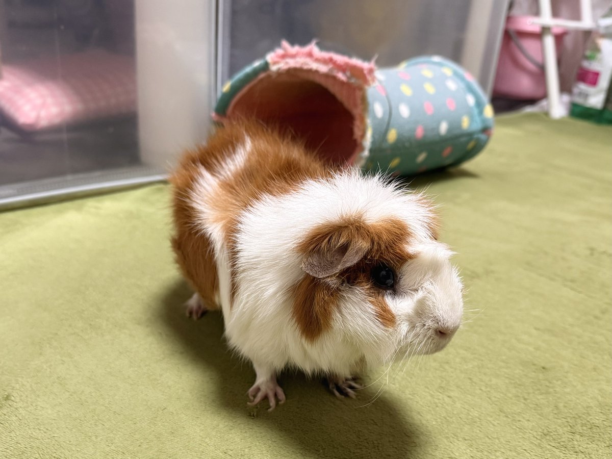 鴉椛@ペット's tweet media