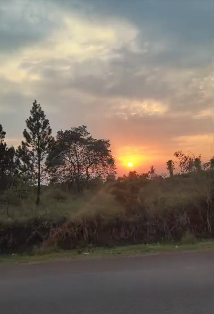 Lango Unveiled 🌴 tweet media