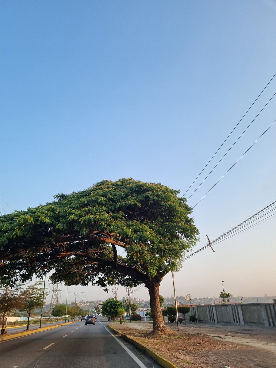 Caprichoso su estilo ..