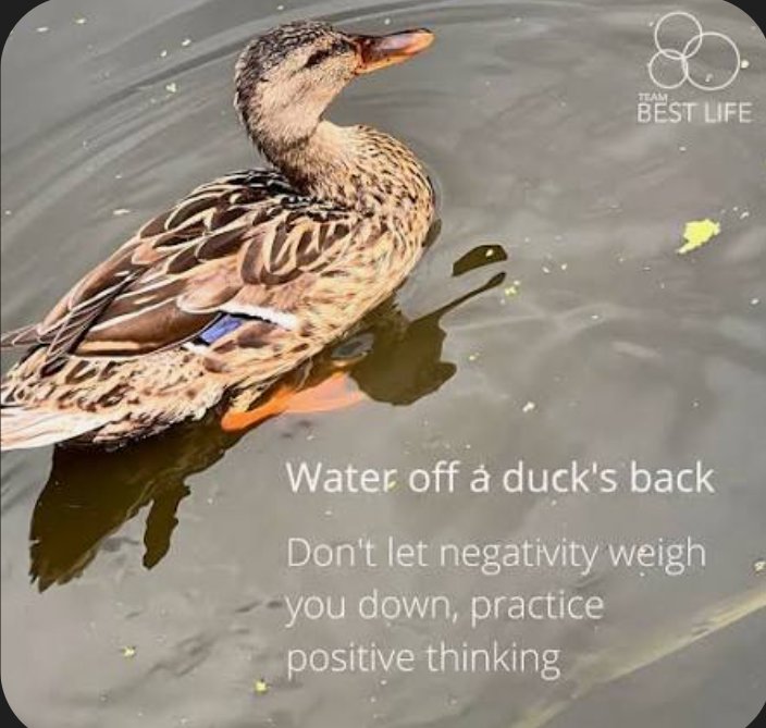 CookieKL's tweet image. Be like a #Duck let the #negativity  roll right off your back. 🩷💯🤘🦆🫂