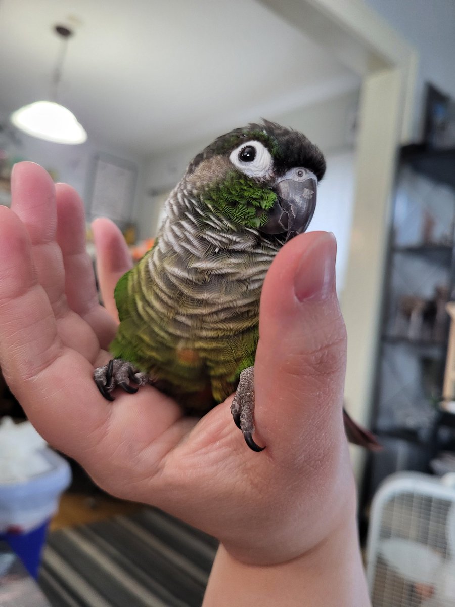 Pepper and Pals tweet media