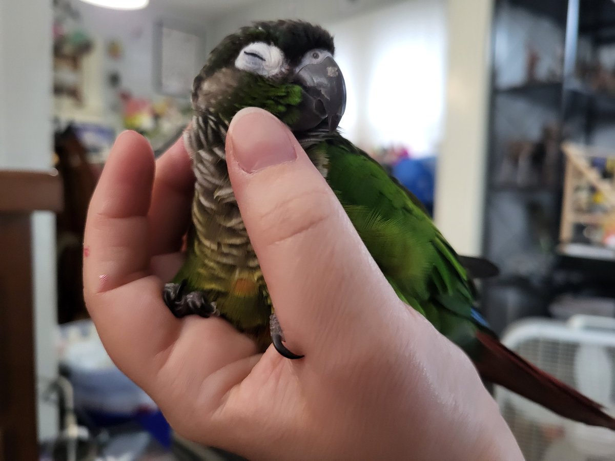 Pepper and Pals tweet media